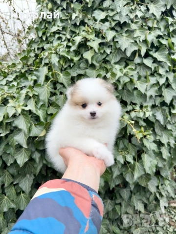 Померан мини момче. Померанче, снимка 2 - Померан - 53455099
