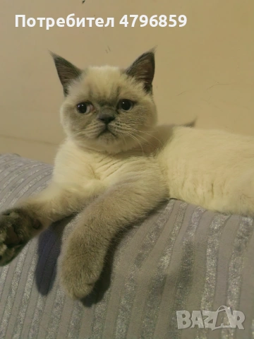  Женско Шотландско остроухо коте. , снимка 3 - Други - 54193542
