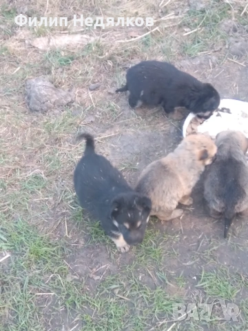 Малки женски овчарки , снимка 4 - Немска овчарка - 53717942