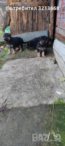 Момче и момиче, снимка 6 - Други животни - 52742279