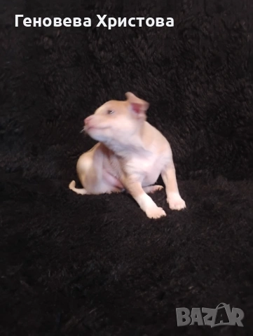  Чистокръвни пинчери!Мъжко и женско!, снимка 12 - Пинчер - 53620606