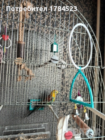 Поен мъжки папагал 25г, снимка 10 - Папагали - 54091098