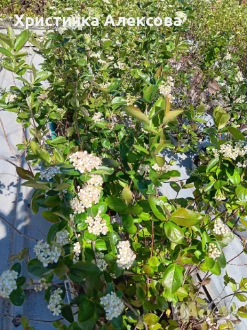 Разсад арония фиданки , снимка 7 - Разсади - 38606144