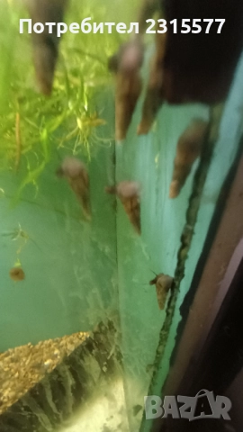 Охлюви Мелания