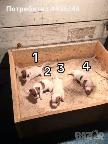 Джак Ръсел Териер, снимка 1