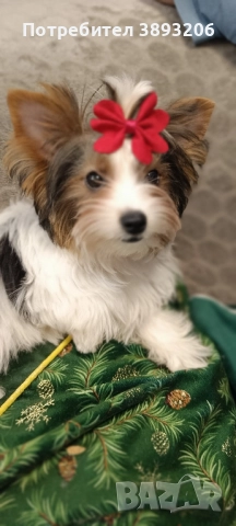 йорки Бивер