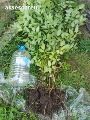 Нова здрава Еводия над метър Фиданки от медоносното дърво на пчеларя разсад високи дръвчета , снимка 4 - Разсади - 51647548