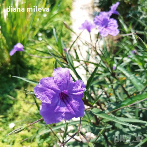 Руелия, Мексиканска петуния,Ruellia Purple Mexican Petunia!!!, снимка 9 - Градински цветя и растения - 47058014