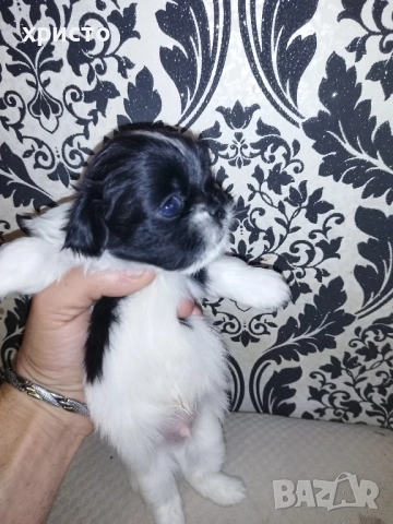 Чистокръвни Пекинези!!, снимка 7 - Пекинез - 52438303