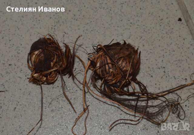 Оксалис (Oxalis adenophylla) – луковици, снимка 2 - Сортови семена и луковици - 52372393