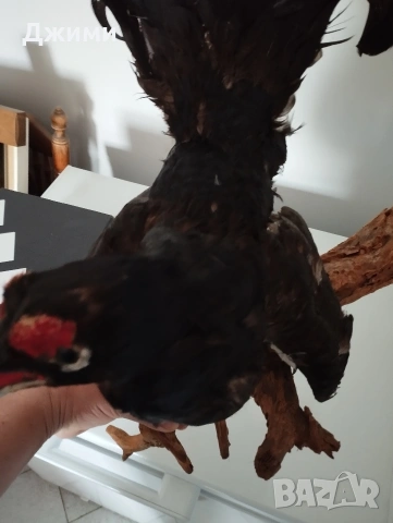 красив мъжки тетрев, снимка 7 - Антикварни и старинни предмети - 54245698