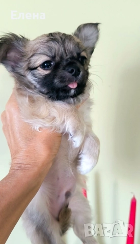 чихуахуа момченце , снимка 1