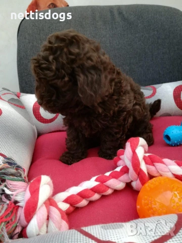 шоколадови Той Пудели