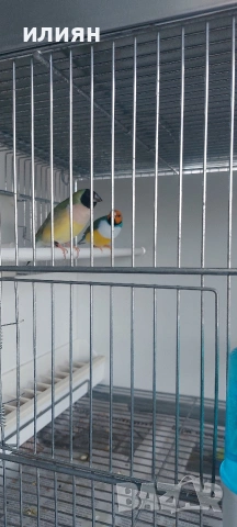 Гулдови амадини 25г.