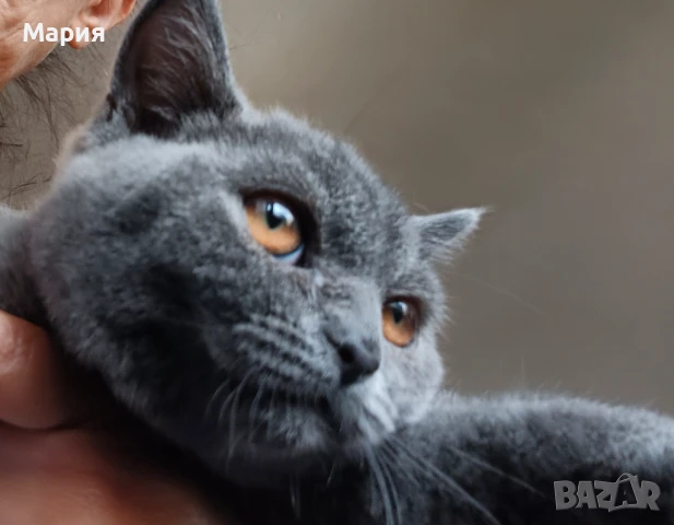 Британски късокосмести котета, снимка 1