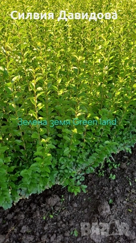 Лигуструм за жив плет , снимка 7 - Градински цветя и растения - 54153680