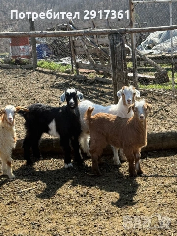 Ярета, снимка 3 - Кози - 53846109