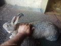 Зайци домашни , снимка 2