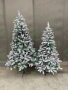 Коледна елха АЛПИНА Заснежена, снимка 2