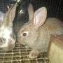 Продавам зайчета, снимка 2