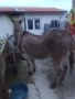 Продавам Женско Магаре , снимка 1