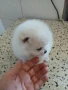Продавам померани, снимка 3