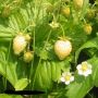 Жълта горска ягода (Alpine strawberry yellow). Цена за 1 саксия с 1 корен 4лв, снимка 5