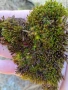 Натурален горски мъх за декорация , снимка 5