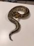 късоопашат питон, снимка 3