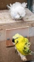 продавам вълнисти папагали, хиликоптери и чачулата амадинка, снимка 5