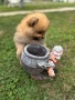 Померан, снимка 5