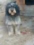 Ловно куче работещо намира се в Велинградския район за повече информация и клипове на тел08955233145, снимка 1 - Гонче - 46010876