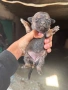 Смеска между пинчер и Чихуахуа , снимка 2