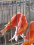 Продавам цветни канари, снимка 12