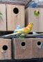 Мъжки поен папагал ,готов за размножаване !, снимка 1 - Папагали - 45657766