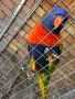 Чифт многоцветни лори само размяна за други папагали, снимка 3