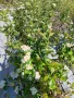 Разсад арония фиданки , снимка 7