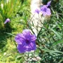 Руелия, Мексиканска петуния,Ruellia Purple Mexican Petunia!!!, снимка 9