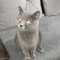 Продавам сини британски късокосмести котета, снимка 4 - Британска късокосместа - 45966062