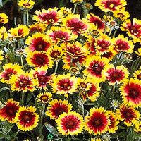 Продавам цветя Гайлардия – разсад в кофички за пролетно засаждане, различни цветове, снимка 10 - Разсади - 45343930