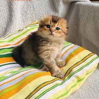 Шотландски котета , снимка 2 - Британска късокосместа - 45494950