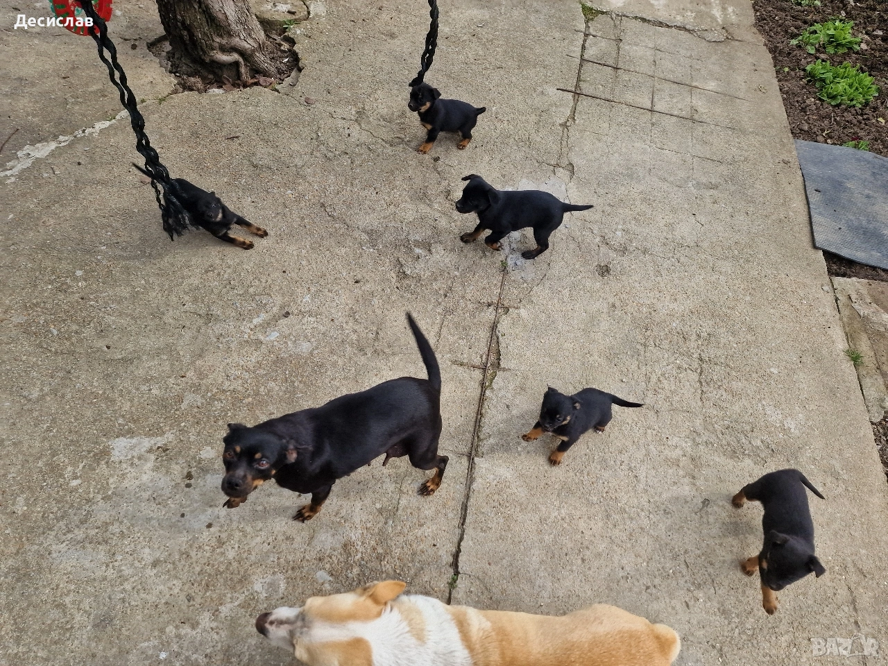 Подарявам пинчери, снимка 1