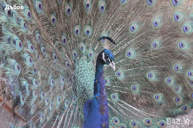 Ферма за пауни,Бургас - продава пауни, снимка 1