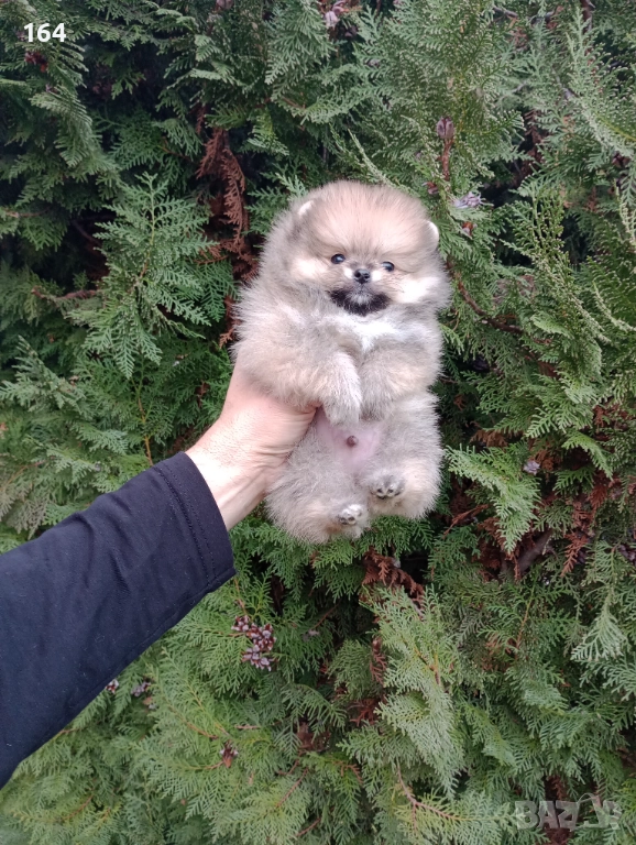 Мини Померан. Миниатюрно мини момче, снимка 1