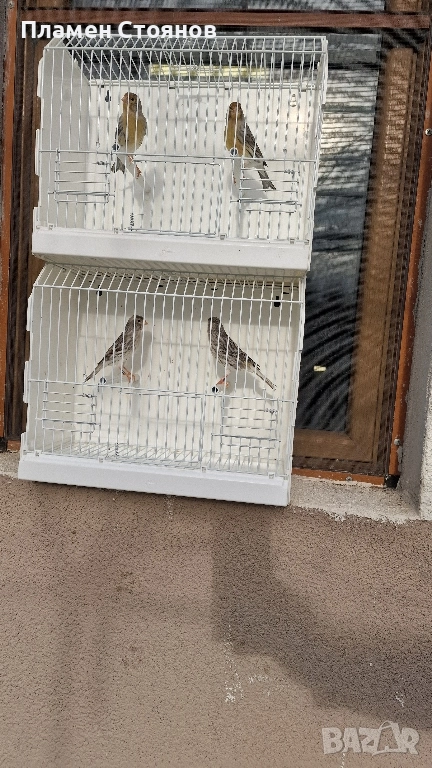 Ахат жълта мозайка,16 мъжки 14 женски., снимка 1