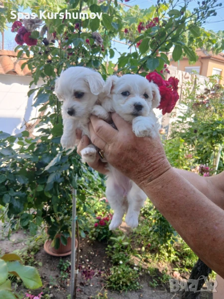 Продавам матйска болонка, снимка 1