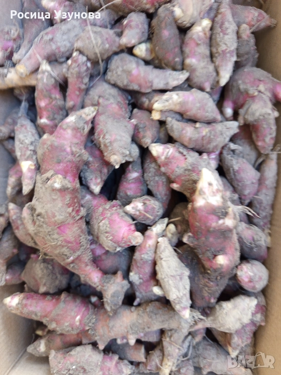 Земна ябълка -гулия, снимка 1