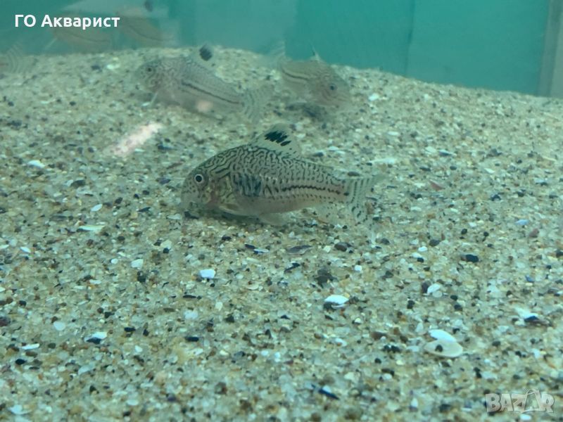 Коридорас Джули / Corydoras Julii, снимка 1