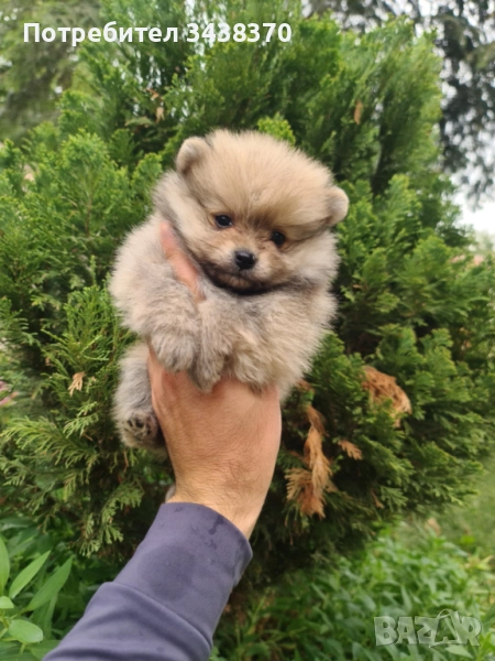 Померан , снимка 1