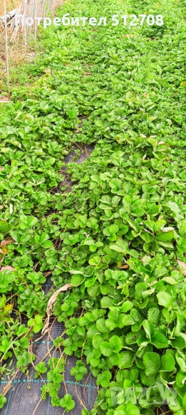 Разсад ягоди Клери , снимка 1